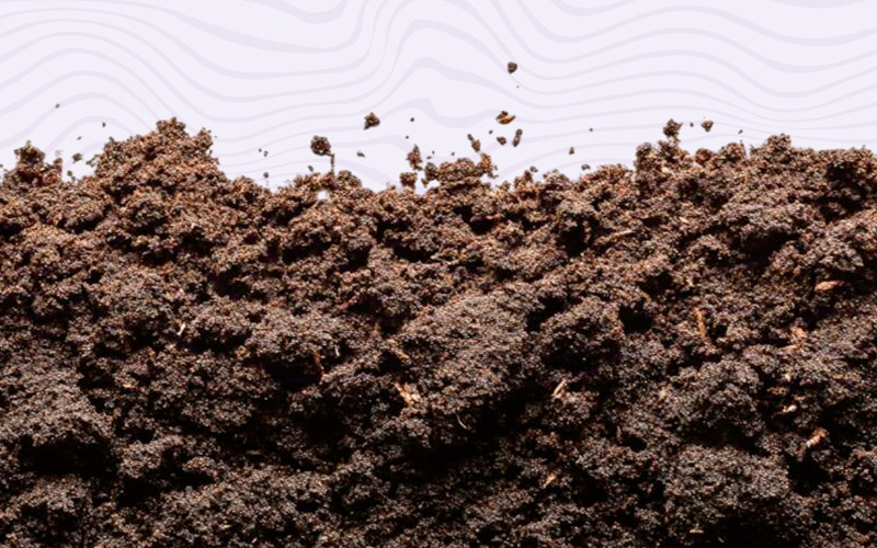 Imagem ilustrativa Imagem mostrando a terra de uma planta.