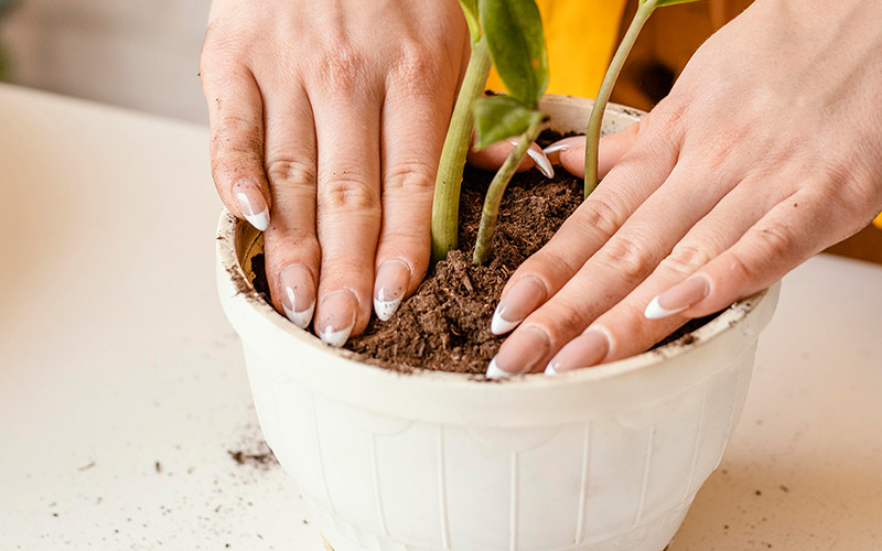 Imagem ilustrativa e mãos arrumando a terra. - uma analogia ao storytelling no endomarketing
