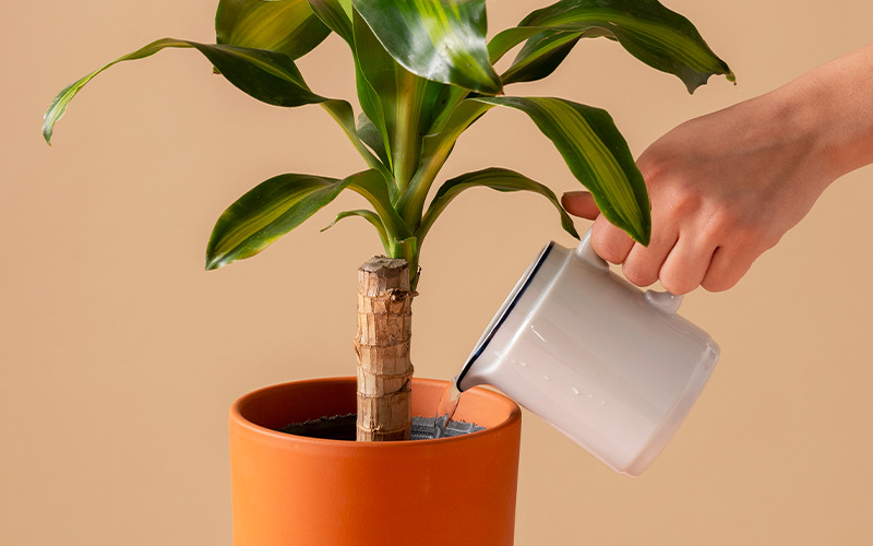 Imagem ilustrativa da planta recebendo água, uma alusão ao storytelling no endomarketing 